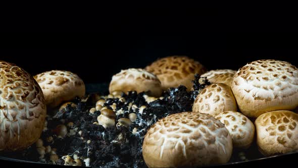 The Rapid Growth of Champignons