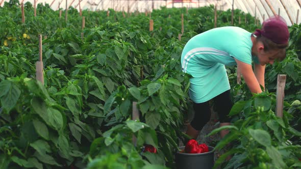 Female Worker Picking Peppers at Greenhouse