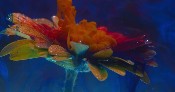 Colorful Art, Orange Ink Is Dropping Down and Flowing on a Flower Under Water 