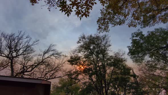 A drone flies quickly under a canopy of trees in an unusual late autumn sunset.  Tequila colors. Col