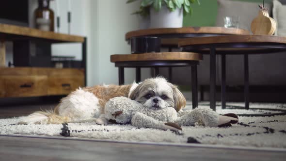 Tired Boomer dog rests head on fluffy toy, medium shot