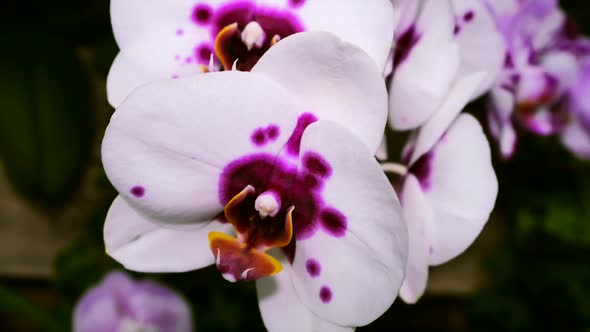 Purple Spotted White Orchid Flower