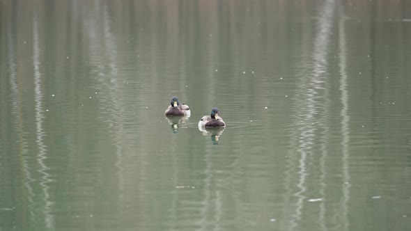 Green wild ducks swim in the pond.
