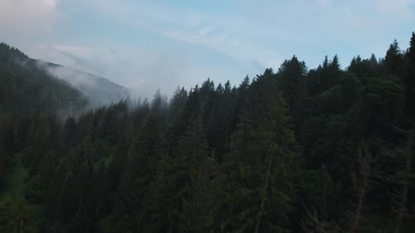 View From the Height of Mountains Covered with Coniferous Forest and Morning Fog