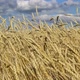 Golden wheat - VideoHive Item for Sale