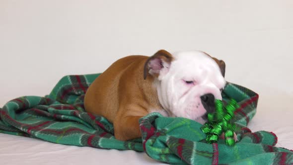 bulldog puppy chews christmas decoration on set 4