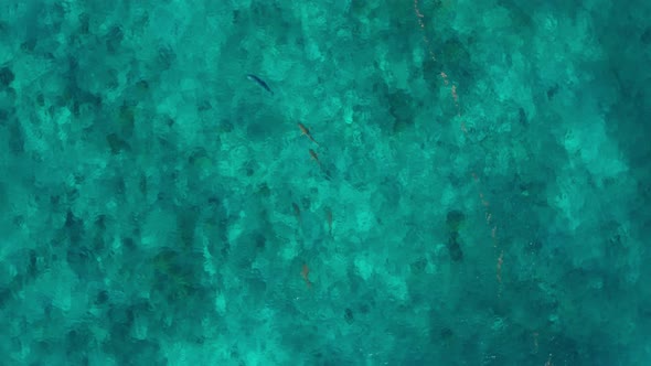 Black Tip Sharks Hunting Tuna Fish On The Turquoise Blue Sea In Fiji With Coral Reef At The Seafloor