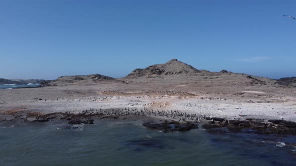 Penguin colony on the shore of the Atlantic ocean in Namibia, drone footage