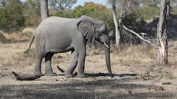 African Elephants In Natural Habitat