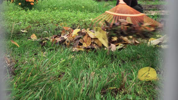 Cleaning Fallen Yellow Leaves with a Rake From the Lawn in Autumn