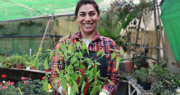 Latin woman working inside greenhouse garden holding chilli plant - Nursery and spring concept