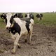 Cows in field - VideoHive Item for Sale