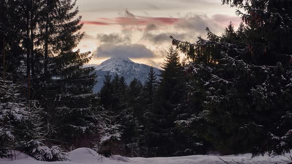 Winter in the Spruce Forest