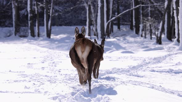elk female walking along snowy path to forest slomo
