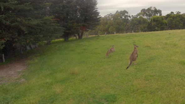 aerial shot orbiting around a group of kangaroos on a rural farm in Australia.