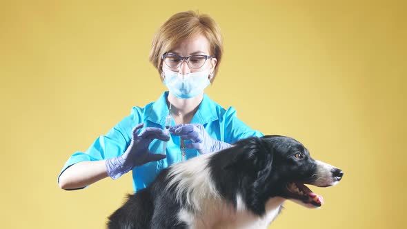 Professional Female Vet Is Giving an Injection