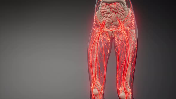 Blood Vessels of Human Body