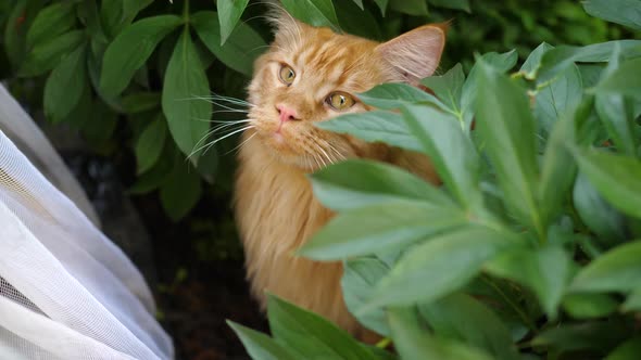 Big Ginger Cat Sitting in the Garden Bush