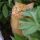 Big Ginger Cat Sitting in the Garden Bush - VideoHive Item for Sale