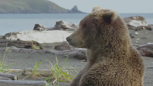 HD Grizzly Bear Sitting Upright On Shore Looking Around