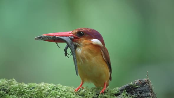 the rufous backed kingfisher eats fresh lizard