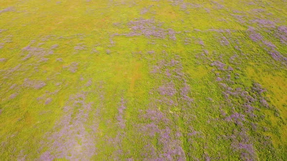 Beautiful Lilac Flowers of Lupins on a Green Field Bird'seye View