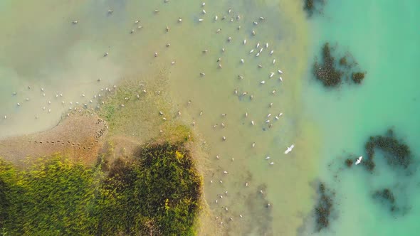 Gulls Feed in Shallow Waters of Tropical Island and Take Off Entire Colony  Aerial Drone Shot