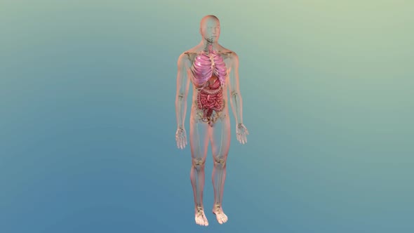 3D Animation of Human Internal Organs. Liver, pancreas, gallbladder.