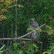 Longtailed Macaque Chilling on a Tree in the Jungle in Slow Motion Thailand - VideoHive Item for Sale