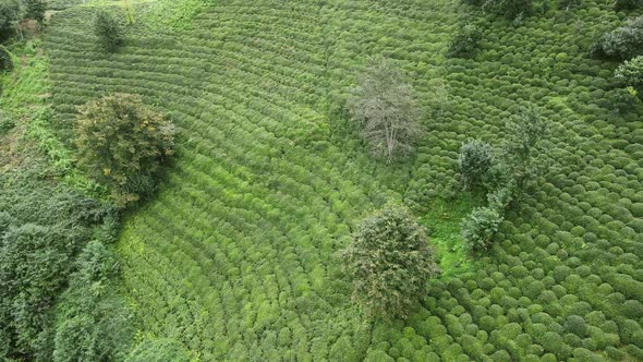 Fresh Green Tea Terrace Farm on the Hill at Rize Province in Turkey