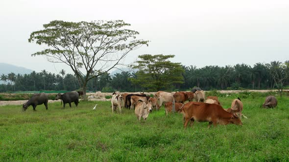 Cow and buffaloes enjoy eat the grass.