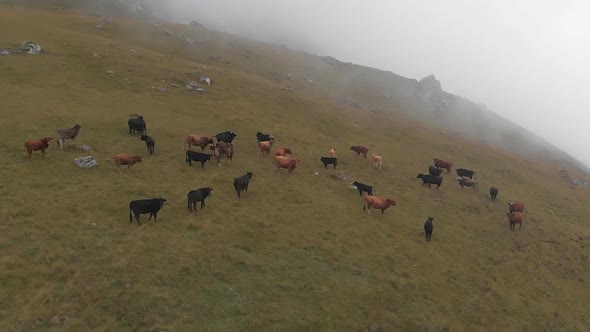 Aerial Shot of a Herd of Cows Grazing in the Mountains