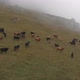 Aerial Shot of a Herd of Cows Grazing in the Mountains - VideoHive Item for Sale