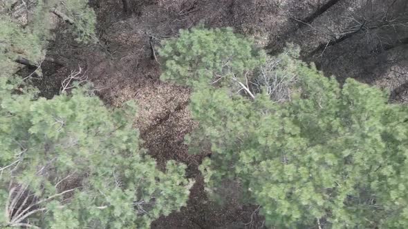 Vertical Video of Green Pine Forest By Day Aerial View