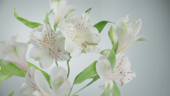 Bouquet of White Alstroemerias with Open Flowers and Buds on White Background