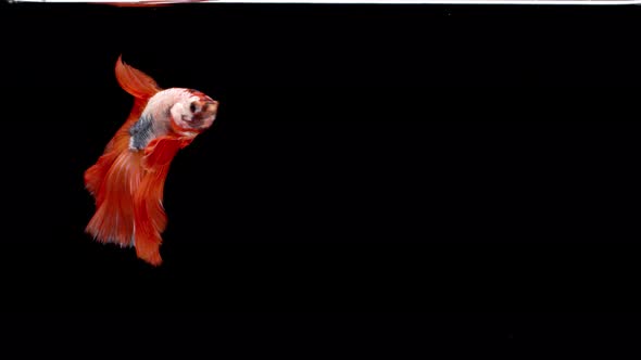 Slow motion of Siamese fighting fish (Betta splendens), well known name is Plakat Thai