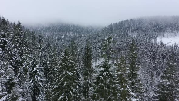 Flight Over Snowstorm in a Snowy Mountain Coniferous Forest