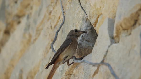 Black redstart - Phoenicurus ochruros