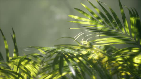 Bright Light Shining Through the Humid Misty Fog and Jungle Leaves alt