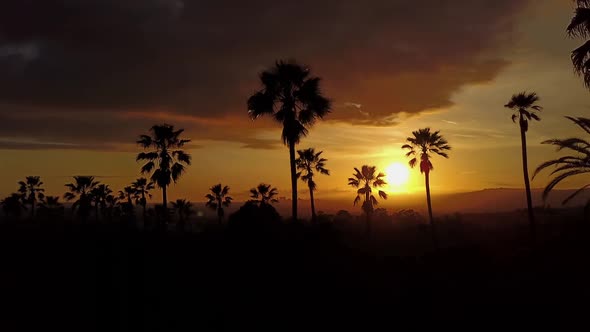 Aerial Of Palm Trees And The Sunset