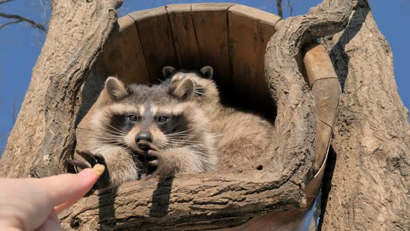 Slow Motion Shot of Two Cute Raccoons Take Some Bread Pieces with Their Tiny Hands From a Human Hand