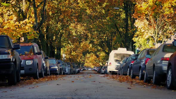 Leafy Suburban Road In The Fall