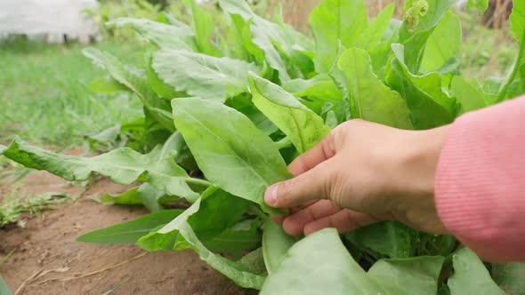 Sorrel Rumex Harvest