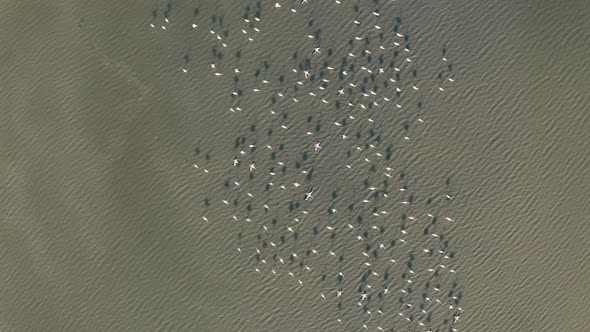 Top view with a flock of wild flamingos