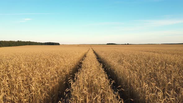 Road Tracks Of Tractor In Wheat Field Go Away Into Distance Beyond Horizon