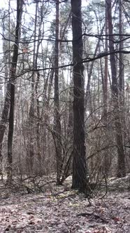 Vertical Video of the Pine Forest in the Afternoon