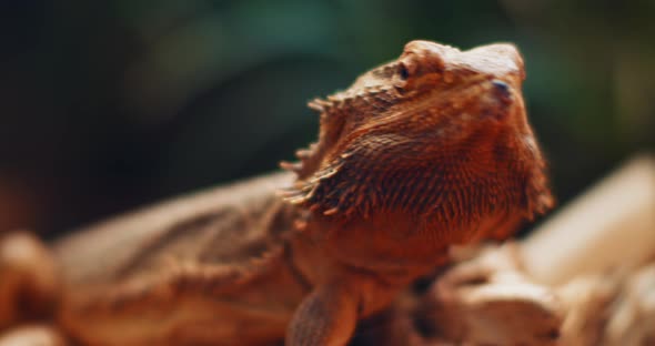 Bearded dragon, also known as Pogona, sitting on a tree branch.