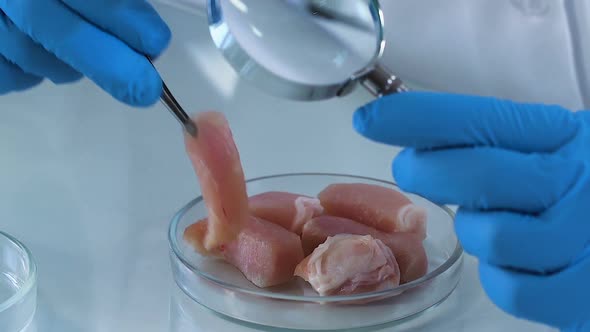 Scientist Studying Samples of Meat Through Magnifying Glass, Quality Control