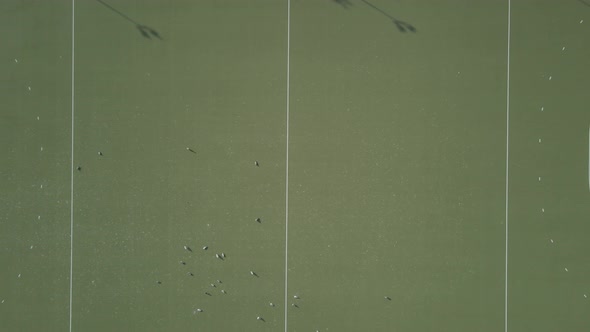 Top View Of Birds On The Ground Of Empty Football Pitch In Balbriggan, Ireland. aerial