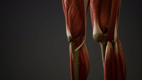 Muscular System of Human Body Animation alt